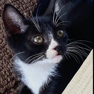 Meet your Posher, Yasmene